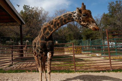 Doğal Yaşam Parkı’nın simgesi Şakir’e veda