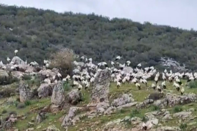 İslahiye’de leylek akını