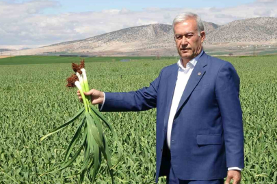 Araban sarımsağında yüksek rekolte ve kaliteli ürün bekleyiş