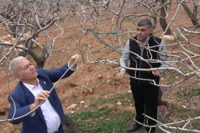 Kar ve yağmur bereketi: Antep fıstığında kuraklık endişesi geçti