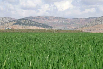 Yağışlar buğday üreticisinin yüzünü güldürdü