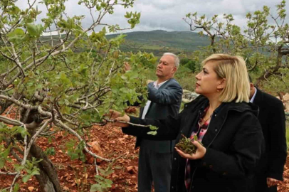 ‘Süper hücre’ fırtınası fıstık bahçelerine zarar verdi