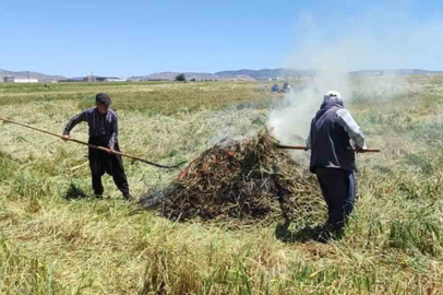 Araban Ovası’nda firik ütümü sezonu başladı