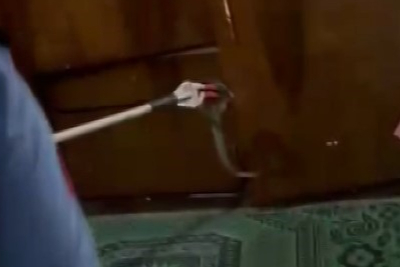 Evde yılan paniği