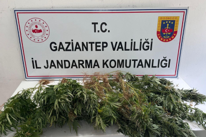 Kenevir operasyonu
