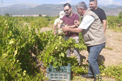 İslahiye’de üzüm hasadı başladı