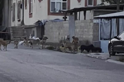 Başıboş köpek tedirginliği