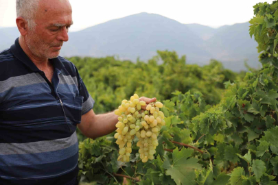 Meşhur ’hatun parmağı’ ve ‘Antep karası’ üzümünün hasadı başladı