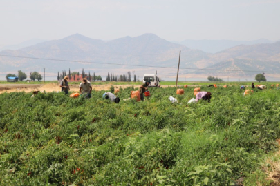 En acı hasat