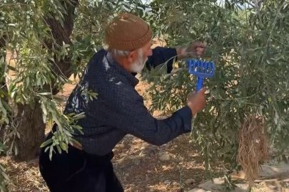 Sofralık yeşil zeytin hasadı başladı