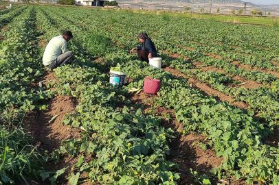 Araban Ovası’nda turşuluk acura yoğun talep