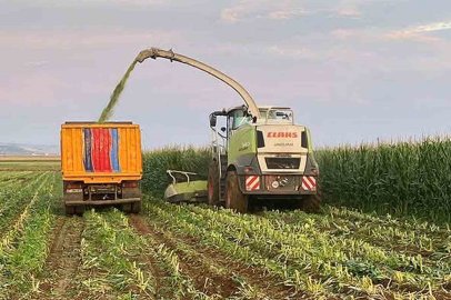 Araban Ovası’nda silajlık mısır hasadı başladı