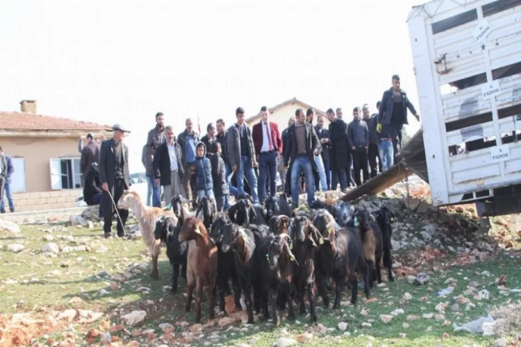 Büyükşehir çiftçilere keçi dağıttı
