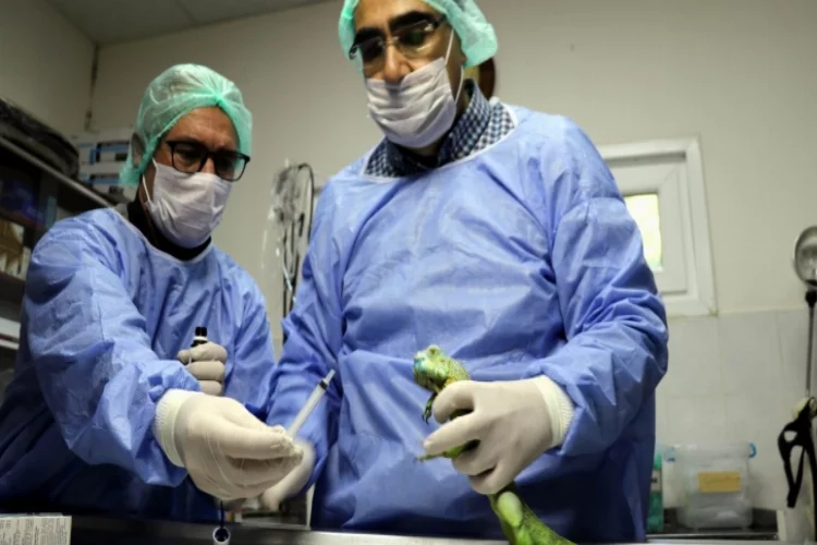 Çenesinde tümör bulunan iguana ameliyat edildi