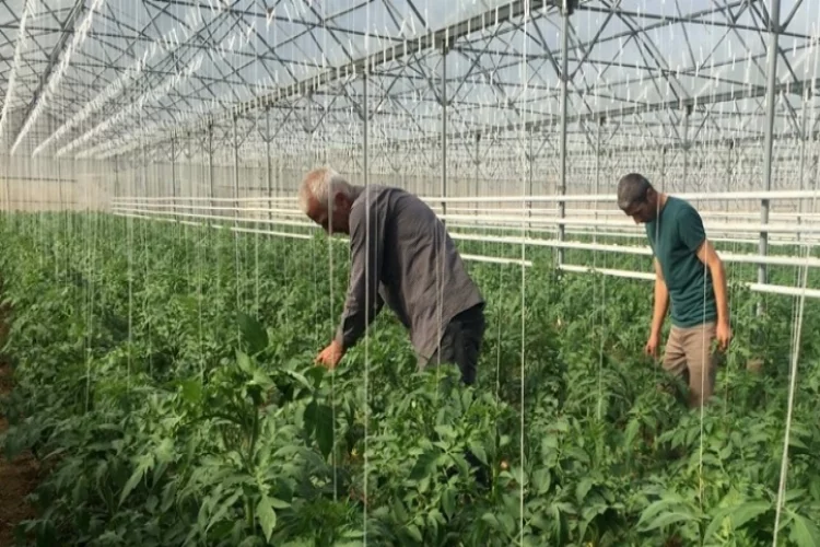 İslahiye MYO öğrencileri serada domates yetiştiriyor