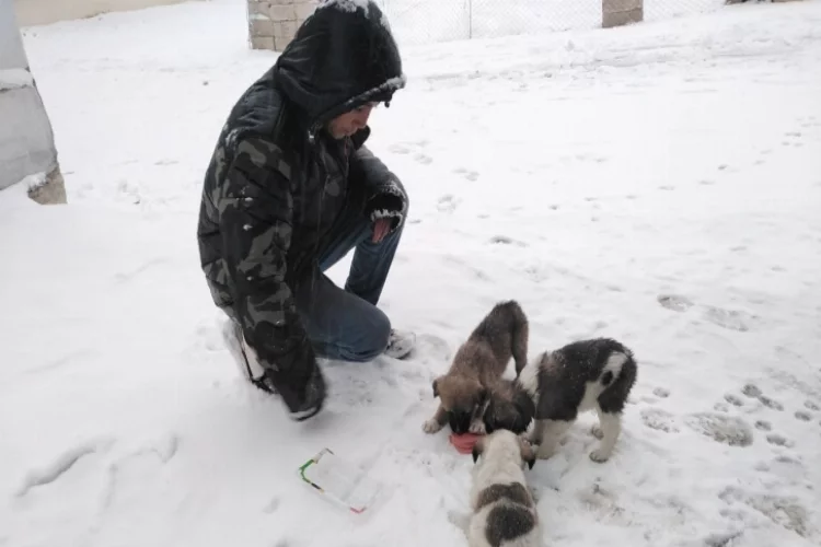 Kar yağışı sonrası aç kalan hayvanlara çocuklar sahip çıktı