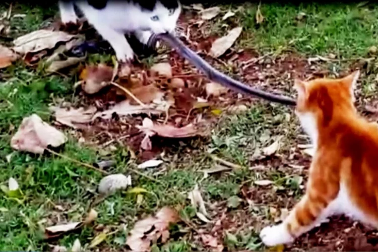Kedilerin yılan kavgası