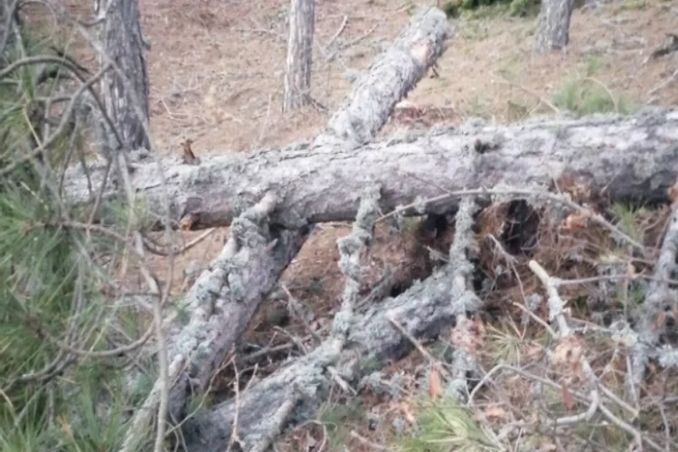 Kestiği ağaç üzerine devrilen adam öldü