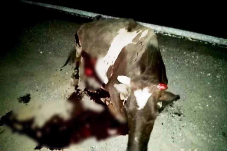 Lüks jipin çarptığı inek ağır yaralandı