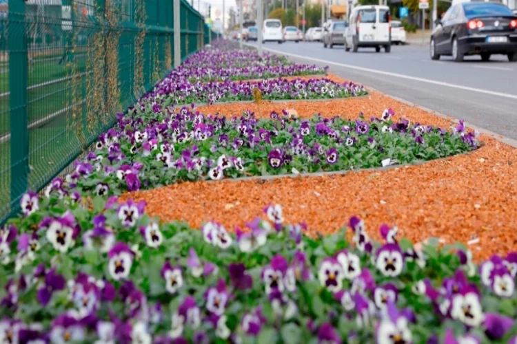 Mevsim çiçekleri Gaziantep'i süslüyor