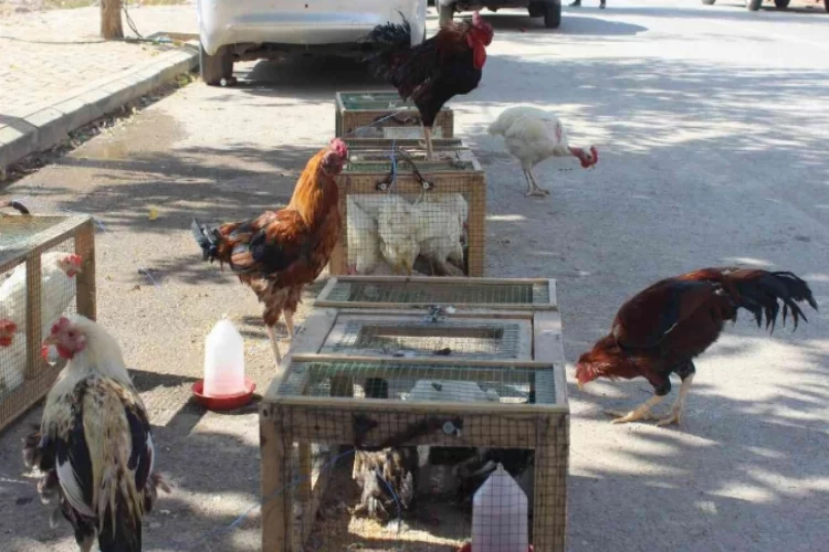 Pandemide tavuk yetiştiriciliği arttı