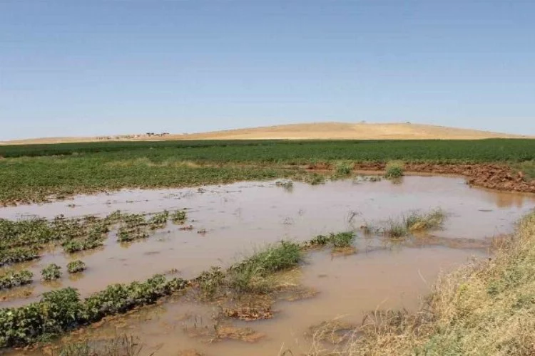 Şanlıurfa’da tarımsal sulamada elektrik tüketimi 3’e katlandı