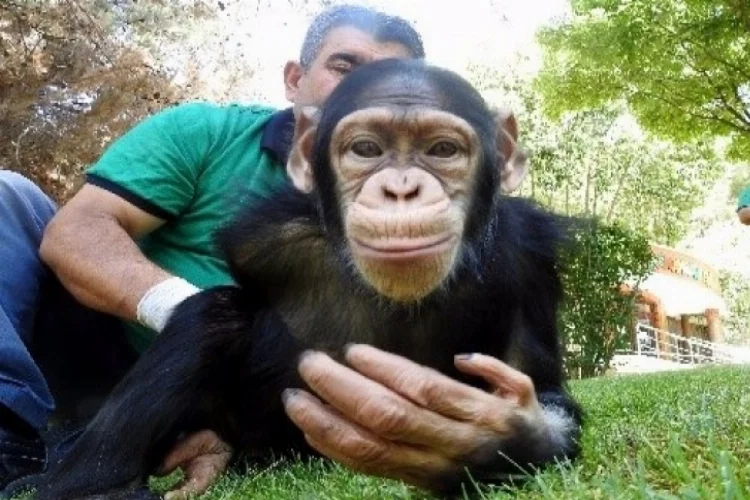 Şempanze Can'ın ziyaretçi mutluluğu