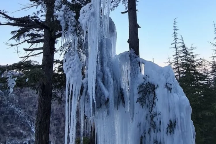 Soğuktan ağaç buz tuttu