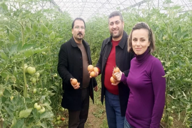 Tarım öğrencileri organik domates yetiştirdi