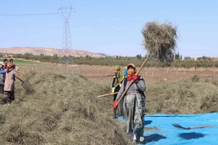 Türkiye’nin nane deposu Nizip’te hasat sürüyor